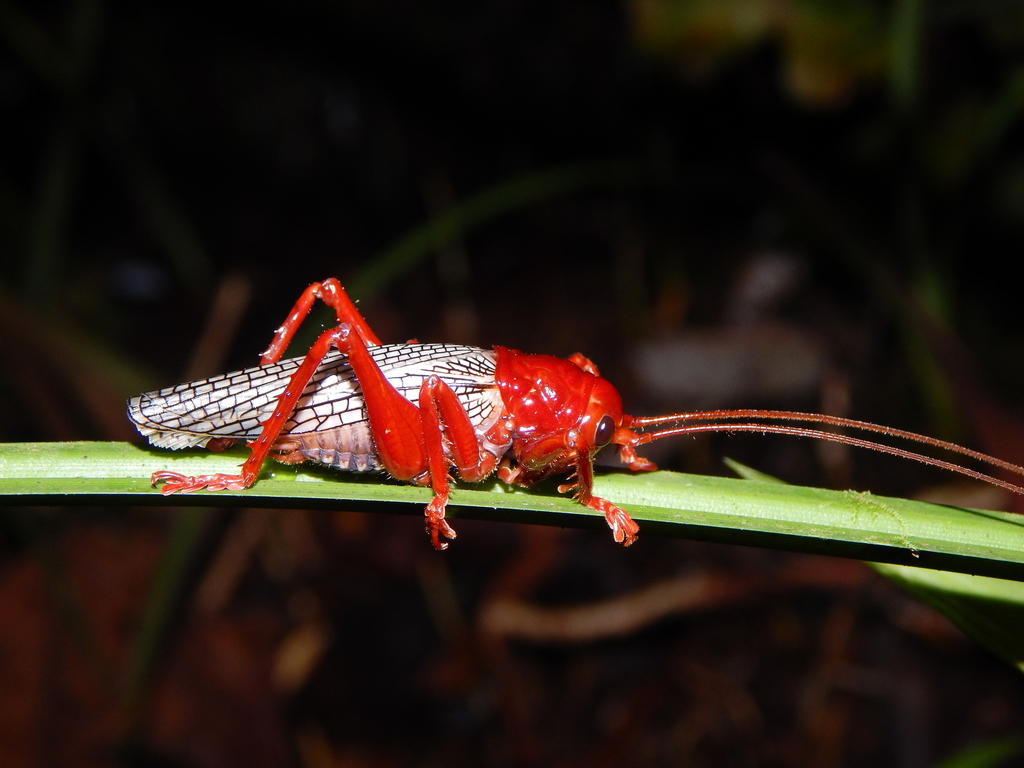 Gryllacrididae Camel Crickets