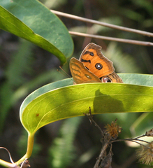 Junonia almana almana