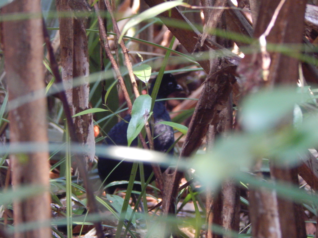 Black Partridge