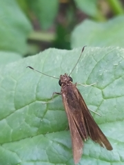 Hesperiidae