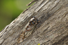 Odopoea strigipennis