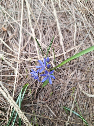 Alpine Squill