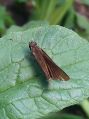 Hesperiidae