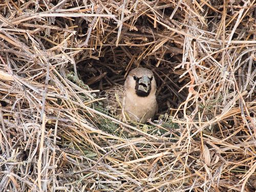 Sociable Weaver