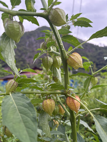 cutleaf groundcherry