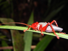 Phlebogryllacris venosa