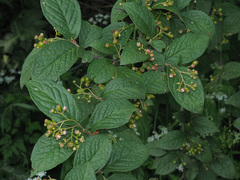 Cotoneaster rehderi