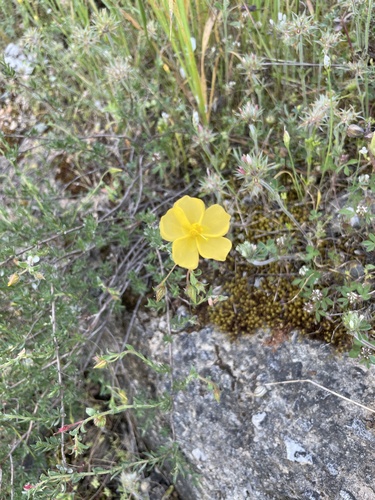 Mediterranean Rockrose