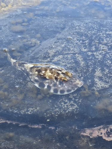 Sphoeroides marmoratus