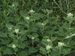 Malva thuringiaca thuringiaca