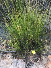 Crocanthemum aldersonii