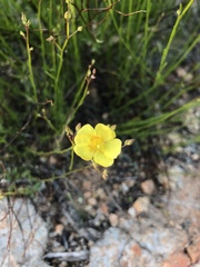Crocanthemum aldersonii