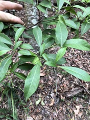 Tabernaemontana pandacaqui