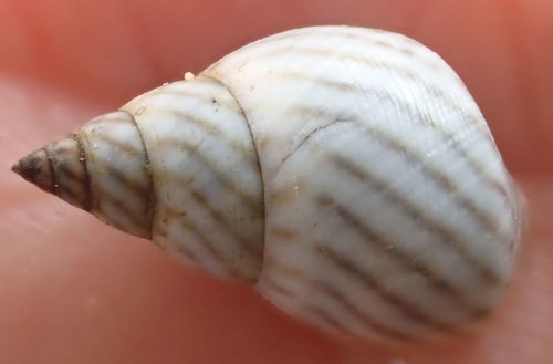 Zebra Periwinkle
