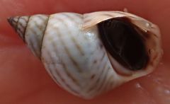 Echinolittorina ziczac