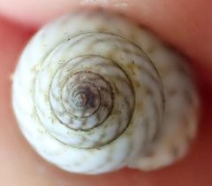 Echinolittorina ziczac