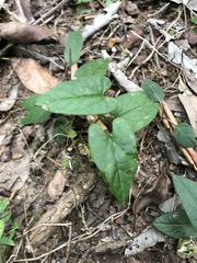 Aristolochia meridionalis