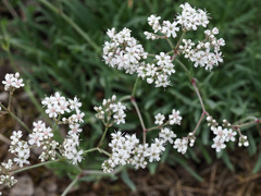 Gypsophila fastigiata