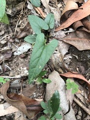 Aristolochia meridionalis