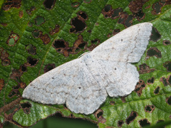 Scopula incanata