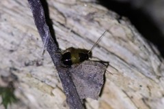 Phyllodromica maculata