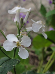 Orychophragmus violaceus