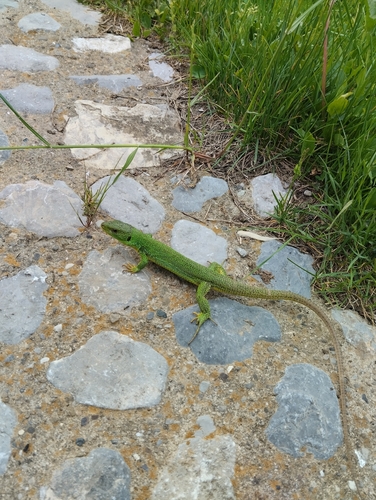 Balkan Green Lizard
