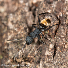Polyrhachis euterpe