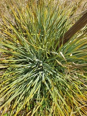 Aciphylla glaucescens