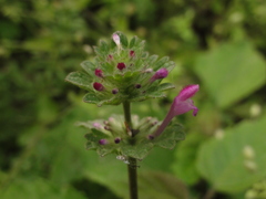 Lamium amplexicaule
