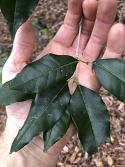 Olea paniculata