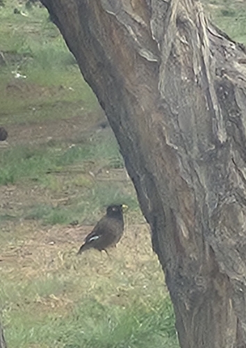 Common Myna