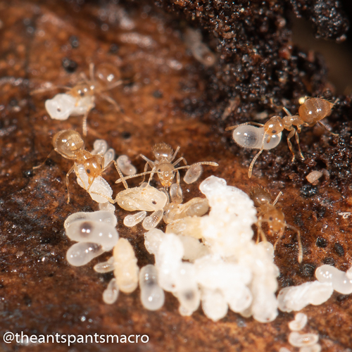 小拟立毛蚁Paraparatrechina minutula