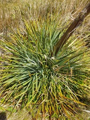 Aciphylla glaucescens