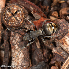 Polyrhachis vermiculosa