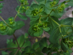 Euphorbia helioscopia