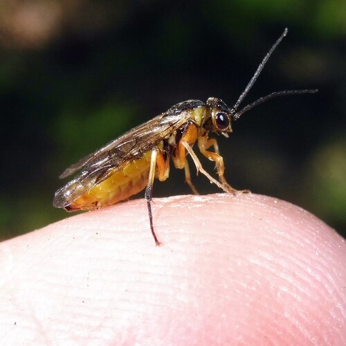 Wesmael’s Larch Sawyer