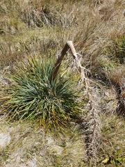 Aciphylla glaucescens