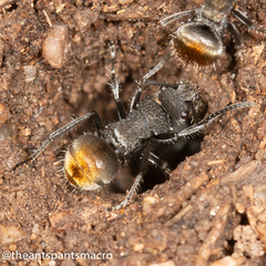 Polyrhachis vermiculosa