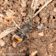 Polyrhachis vermiculosa