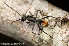 Polyrhachis brisbanensis