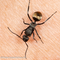 Polyrhachis tubifera