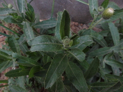 Cirsium arvense integrifolium
