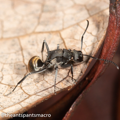 Polyrhachis tubifera