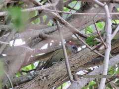 Chloropicus griseocephalus