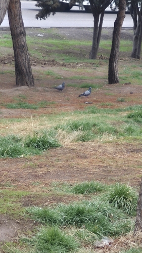 Feral Pigeon