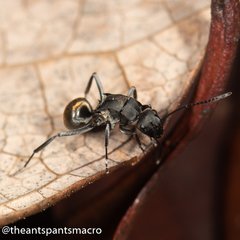 Polyrhachis tubifera
