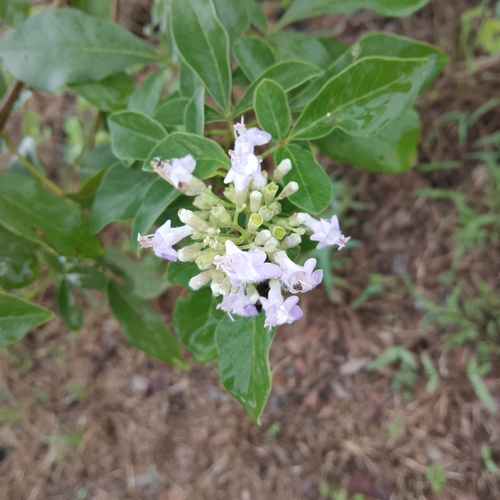 Vitex bicolor iNat (3)