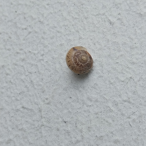 Hygromia cinctella