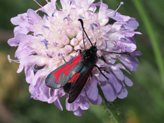 Zygaena purpuralis